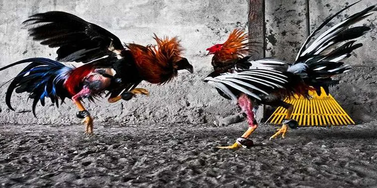 Bí Quyết Chơi Đá Gà GA28 Tại GO88 Để Tăng Tỷ Lệ Thắng Lớn 2 Bí Quyết Chơi Đá Gà GA28 Tại GO88 Để Tăng Tỷ Lệ Thắng Lớn